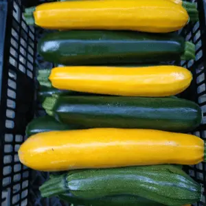 Courgettes - 1 kg
