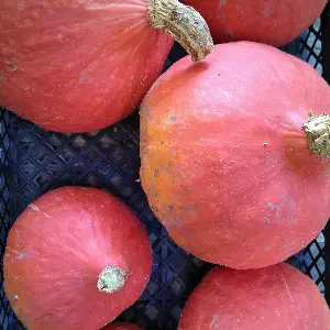Potimarron -de 900g à 1.1 kg