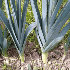 poireaux 0,5 kg
