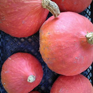 Potimarron - 1,1 kg à1.3 kg