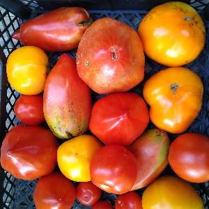 Tomate - 1 kg