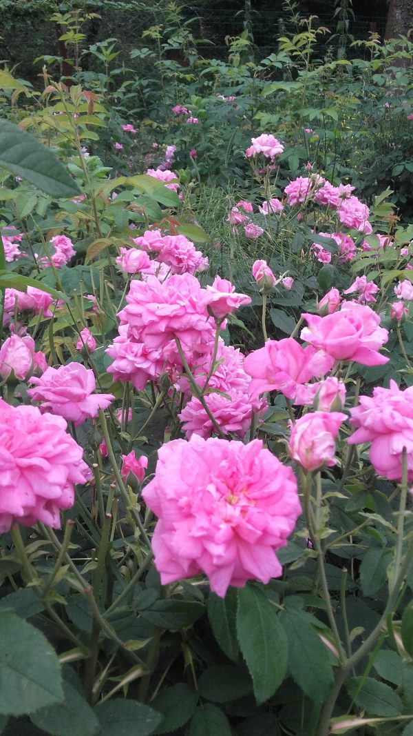 Rosier de Damas "Ispahan" Pot individuel de 2,5 litres
