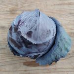 chou rouge 0.5kg