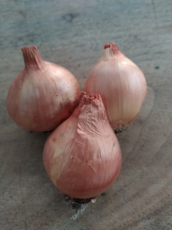 oignon jaune 1 kg