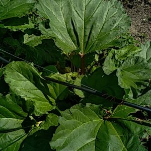 Rhubarbe