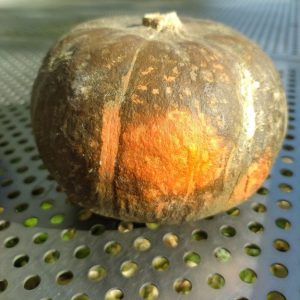 Potimarron bleu de Hongrie chacha -de 900g à 1.1 kg