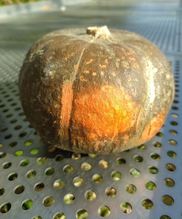Potimarron bleu de Hongrie chacha -de 900g à 1.1 kg